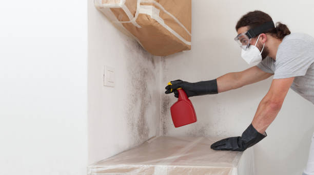 Professional Basement Mold Remediation technician working in Auburn, GA